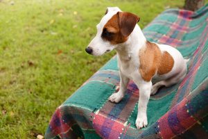 Umbilical Hernia Repair